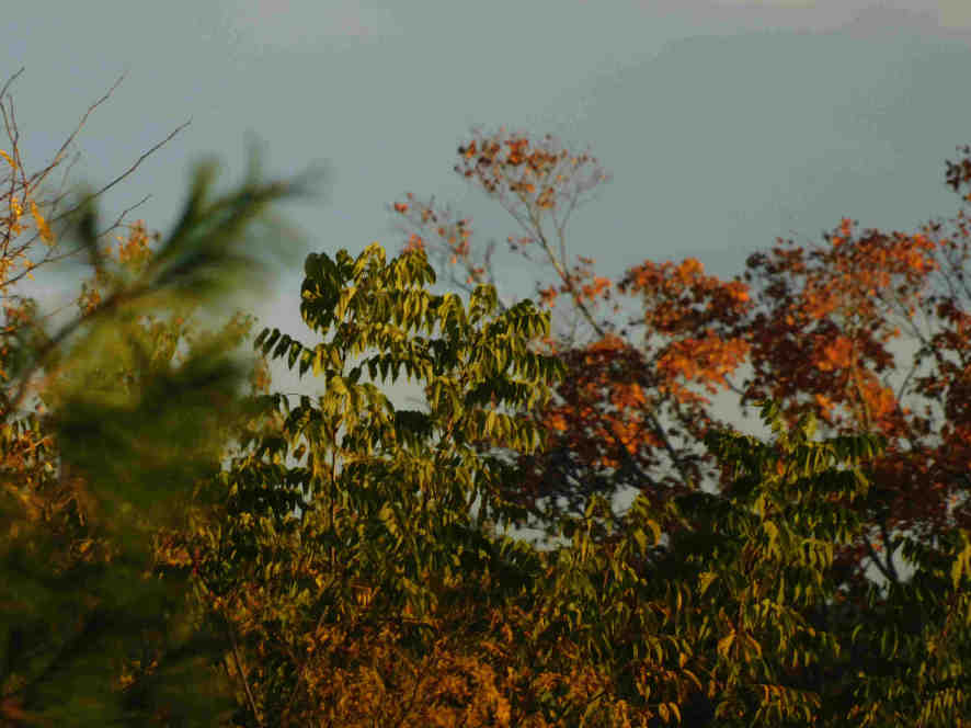 Close-up of leaves in trees.